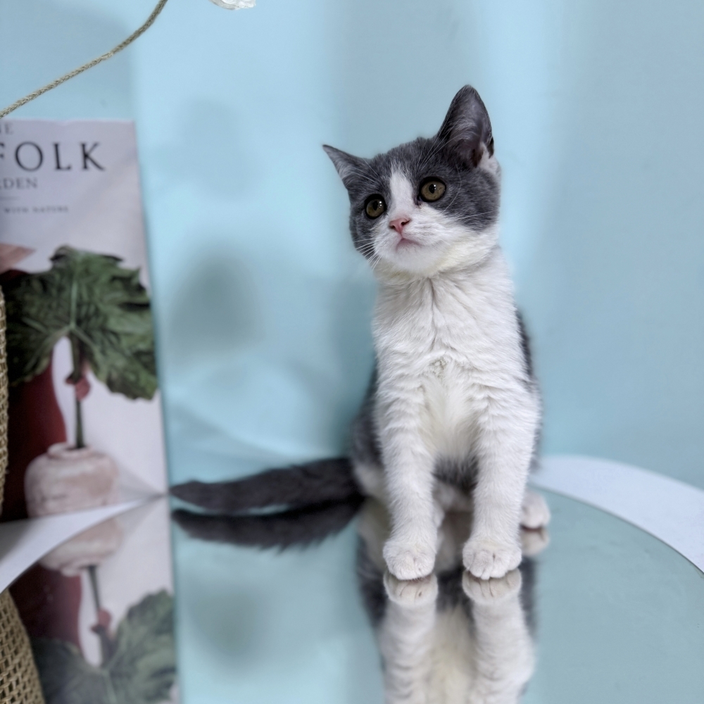 藍白賓士妹妹(已有家)