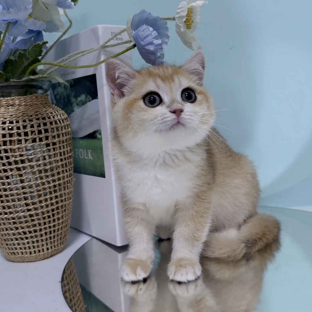 黑金漸層英短弟弟