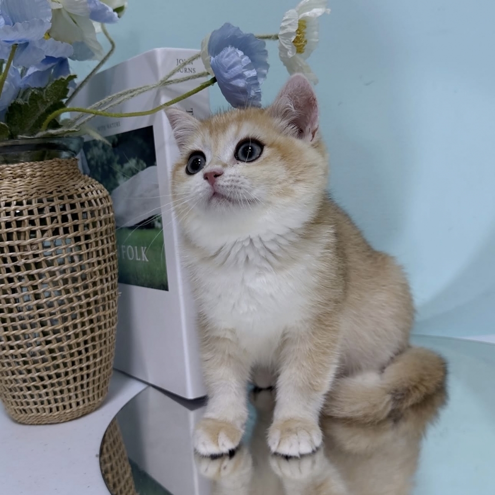 黑金漸層英短弟弟