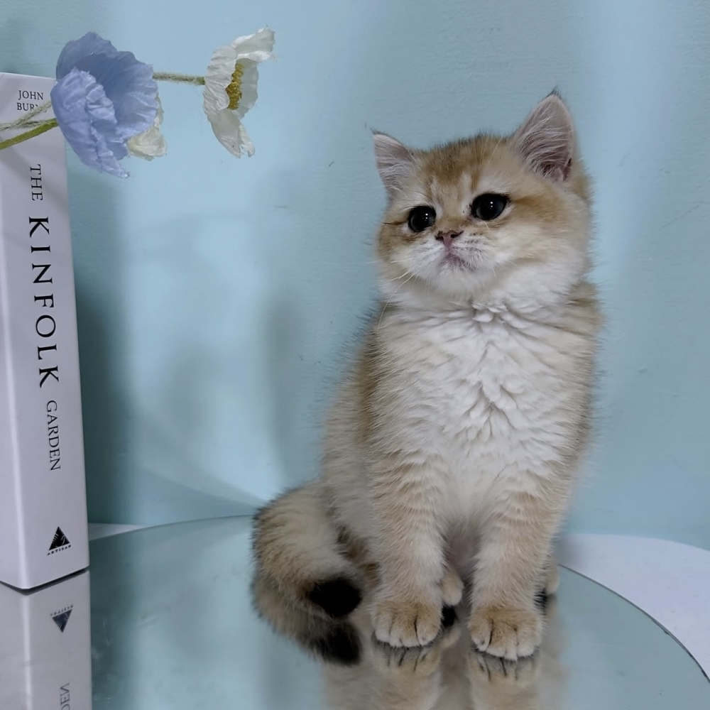 黑金漸層英短妹妹