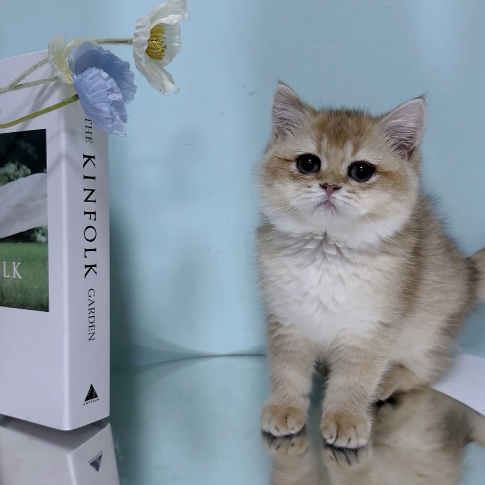 黑金漸層英短妹妹