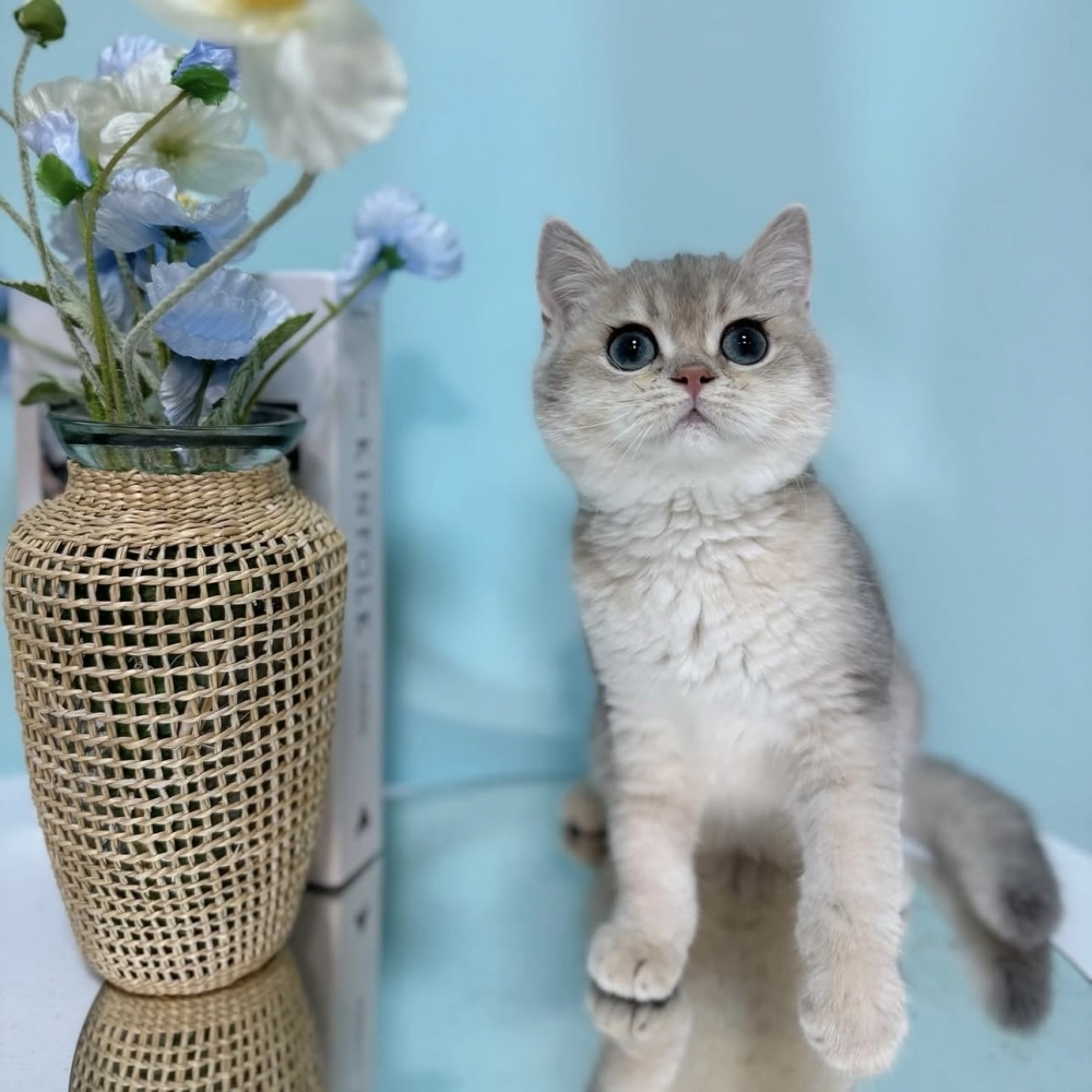 藍金漸層英短弟弟