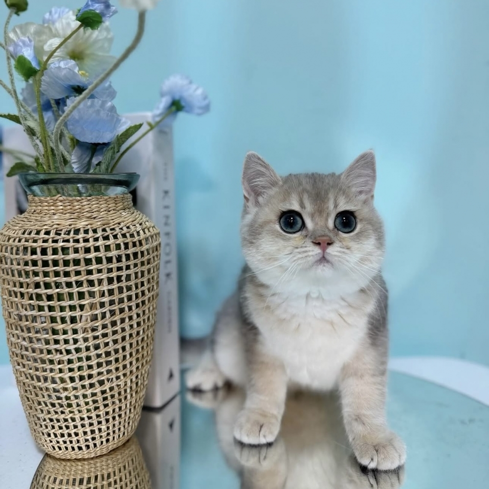 藍金漸層英短弟弟