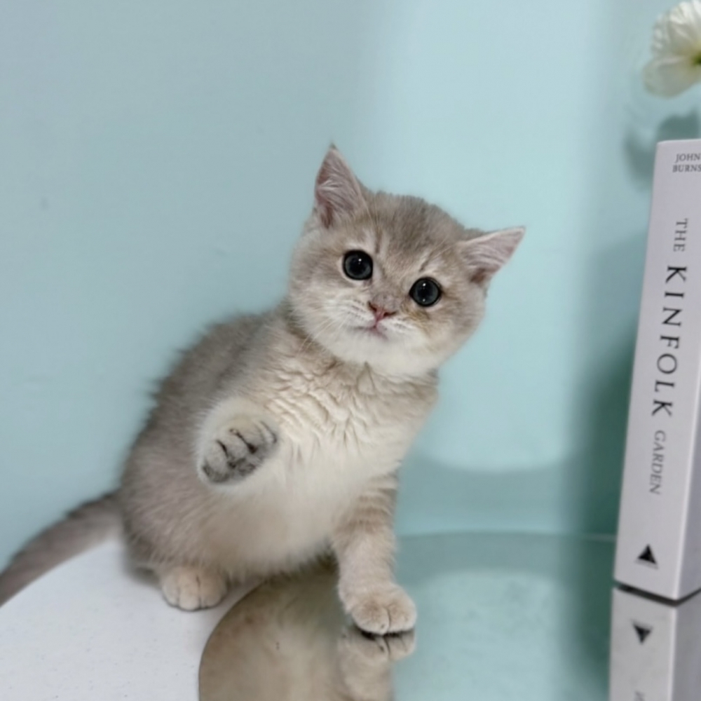 藍金漸層英短弟弟