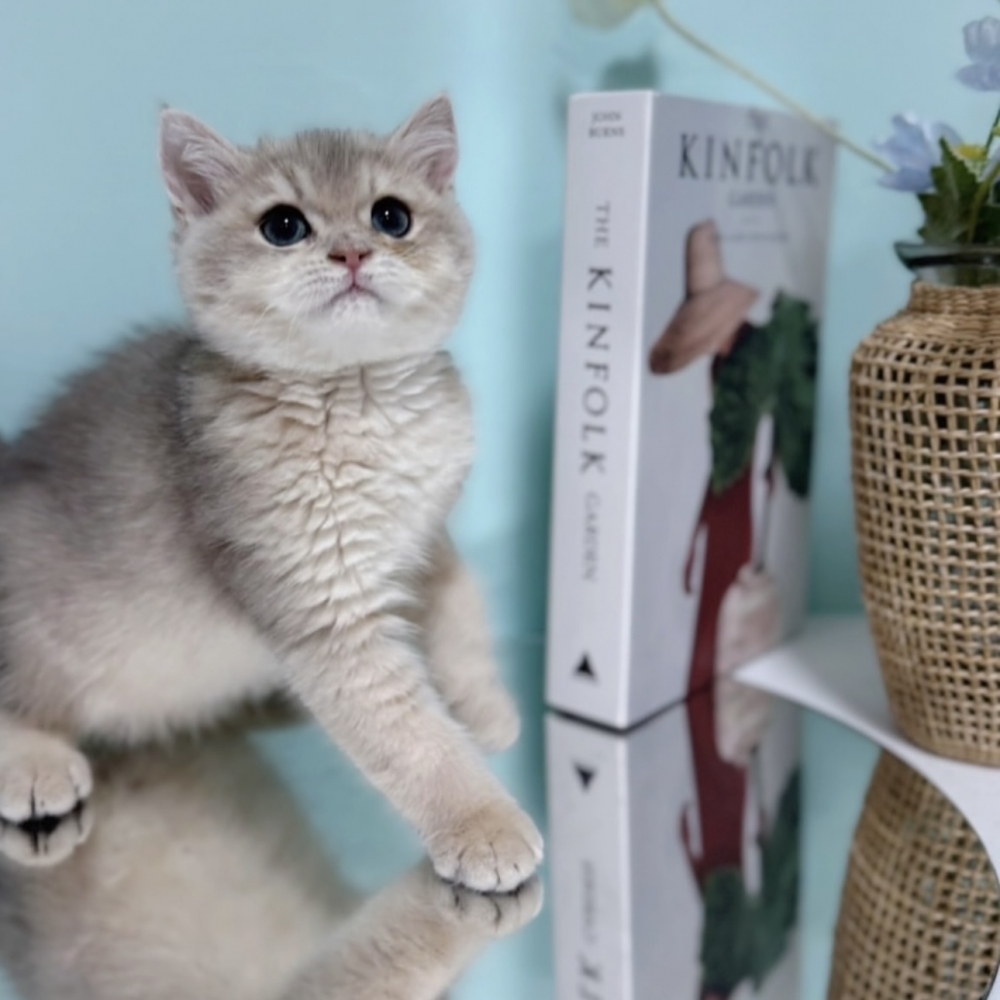 藍金漸層英短弟弟