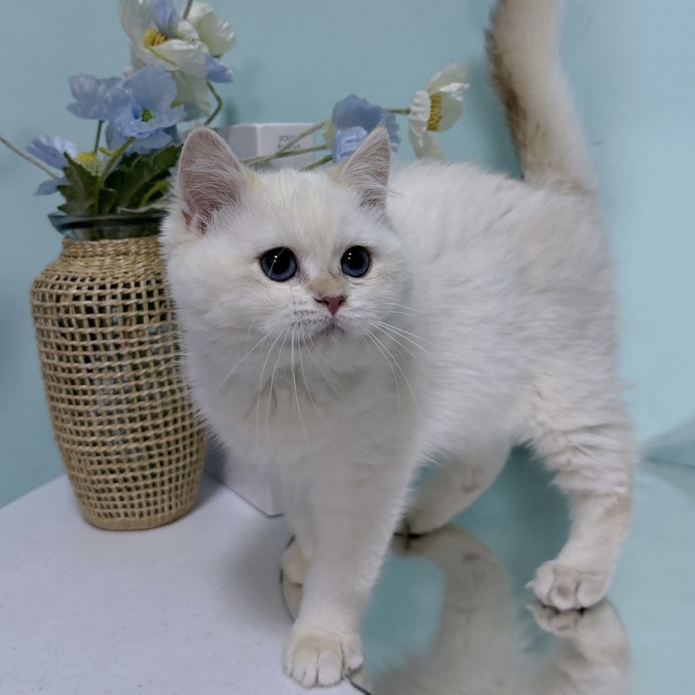 金點漸層英短弟弟