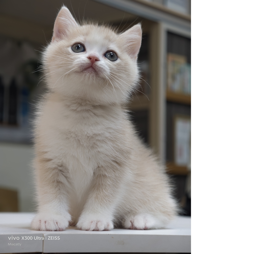 [英國短毛貓] 紫金