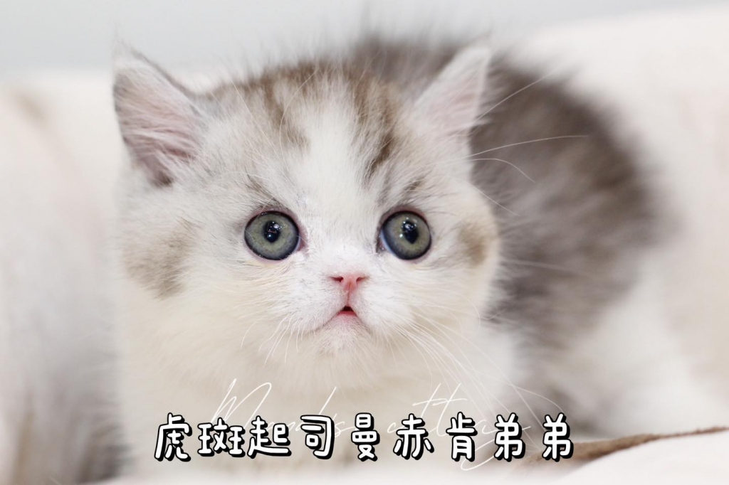 顏色：虎斑加白丨性別：公丨生日：114.12.25