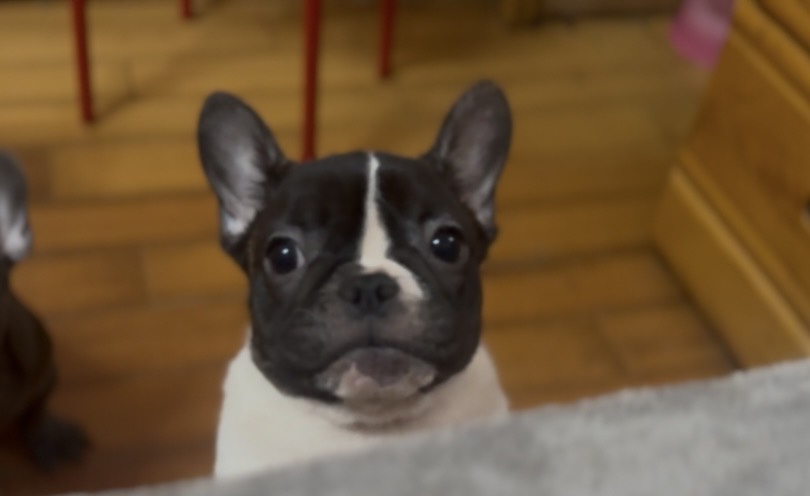 小斑點