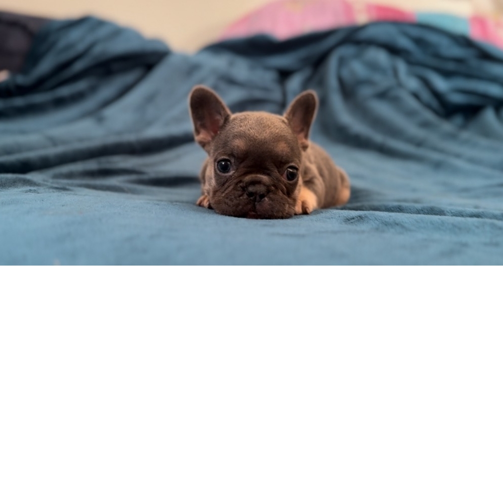 小黑