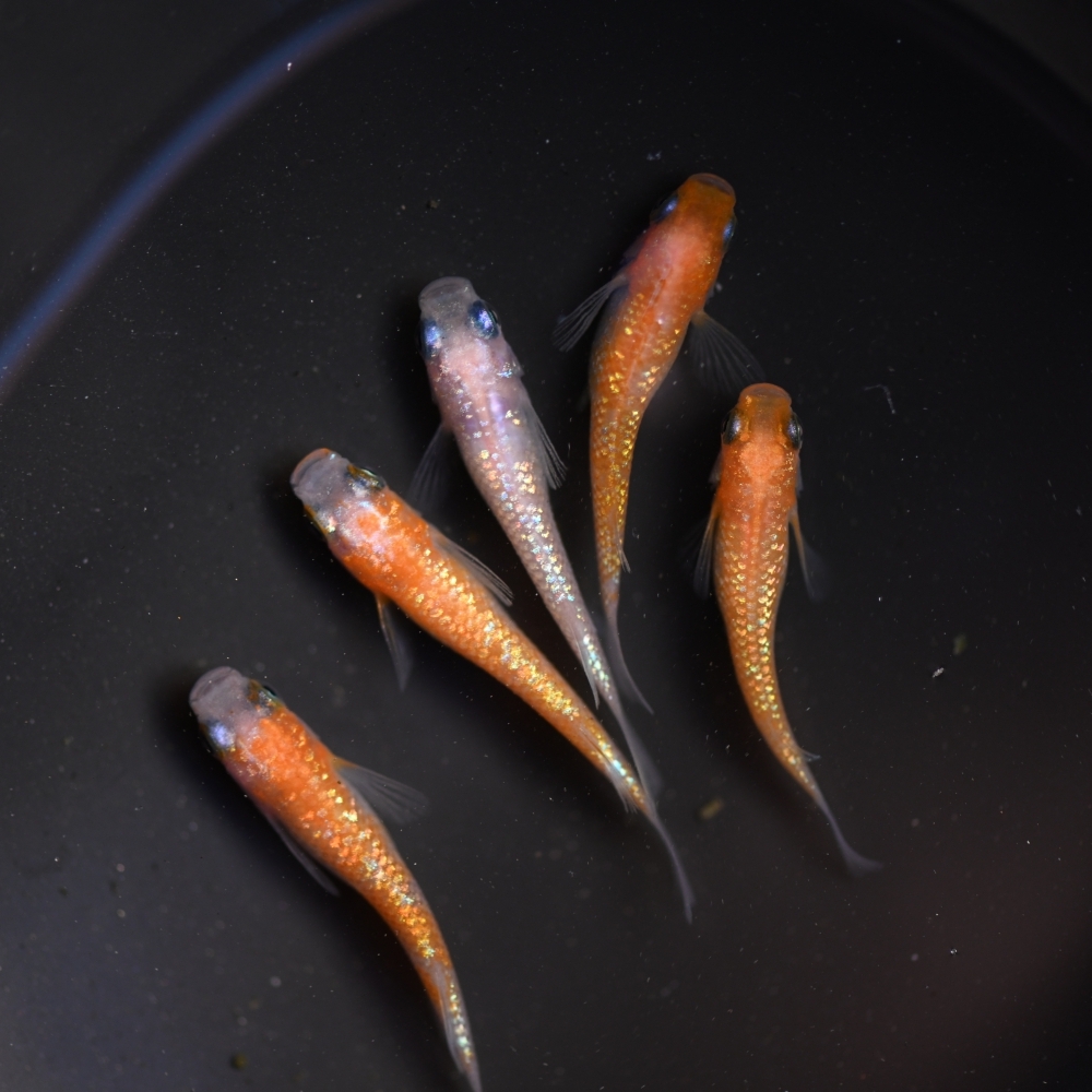 （已售出）王華系紅白拉美 3雄2雌 260214A