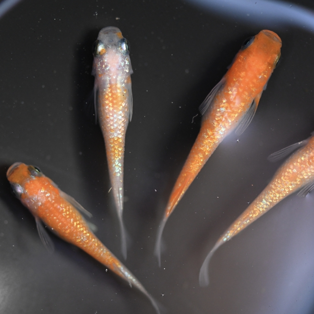 (已售出）王華系紅白拉美  2雄2雌 260216B