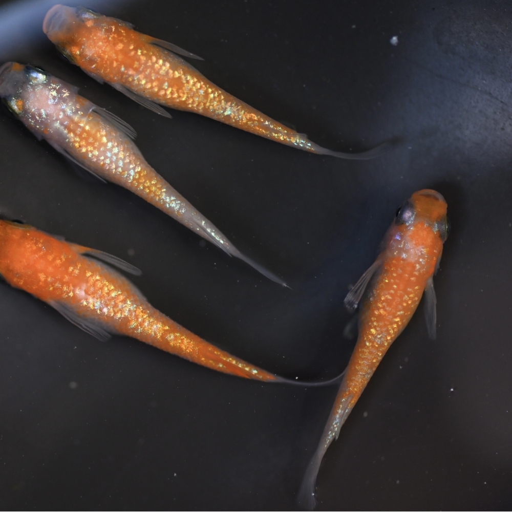(已售出）王華系紅白拉美  2雄2雌 260216B