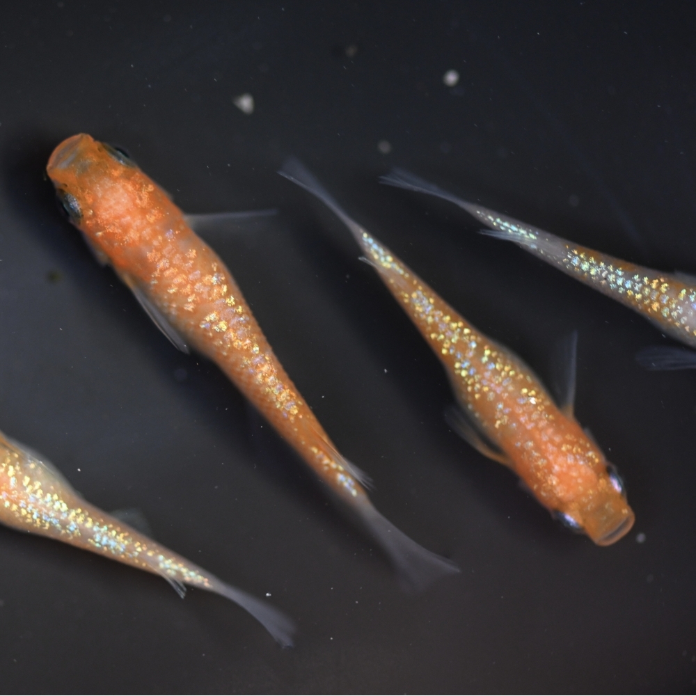 (已售出）王華系紅白拉美  2雄2雌 260224E