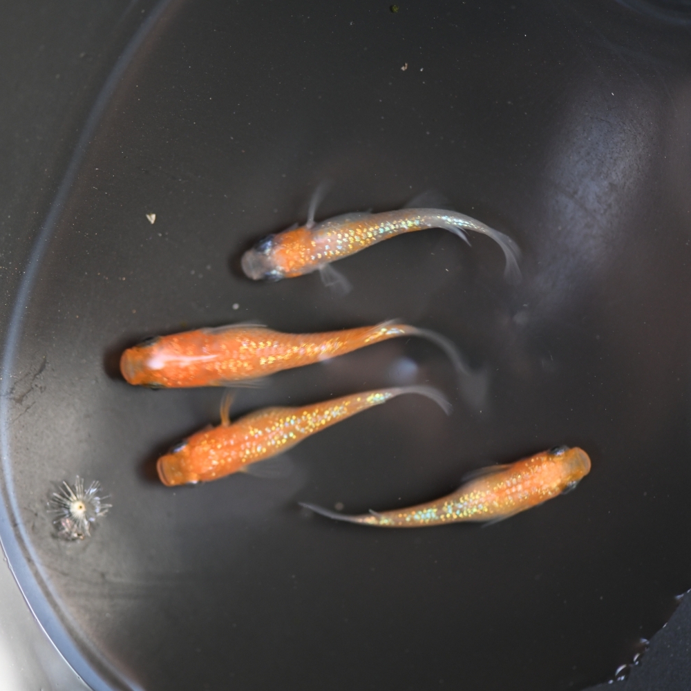 (已售出）王華系紅白拉美  2雄2雌 260224E