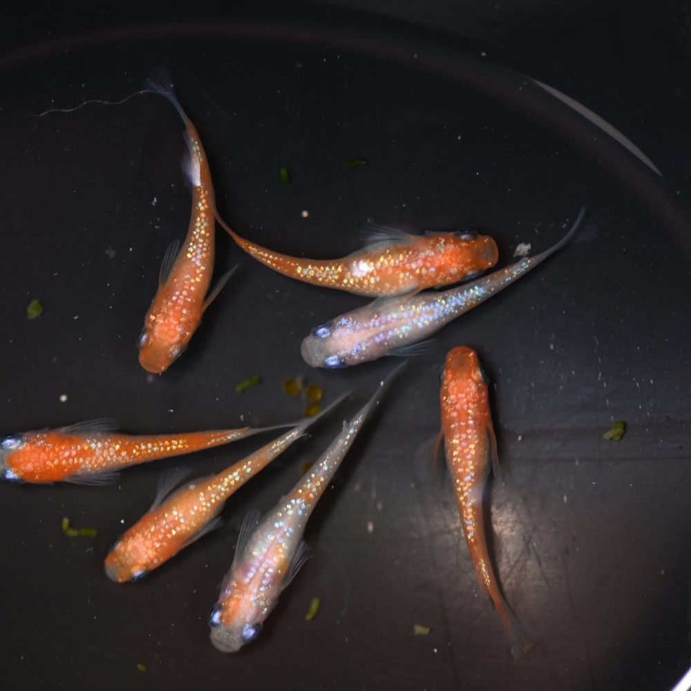(已售出）王華系紅白拉美  4雄3雌 260226A