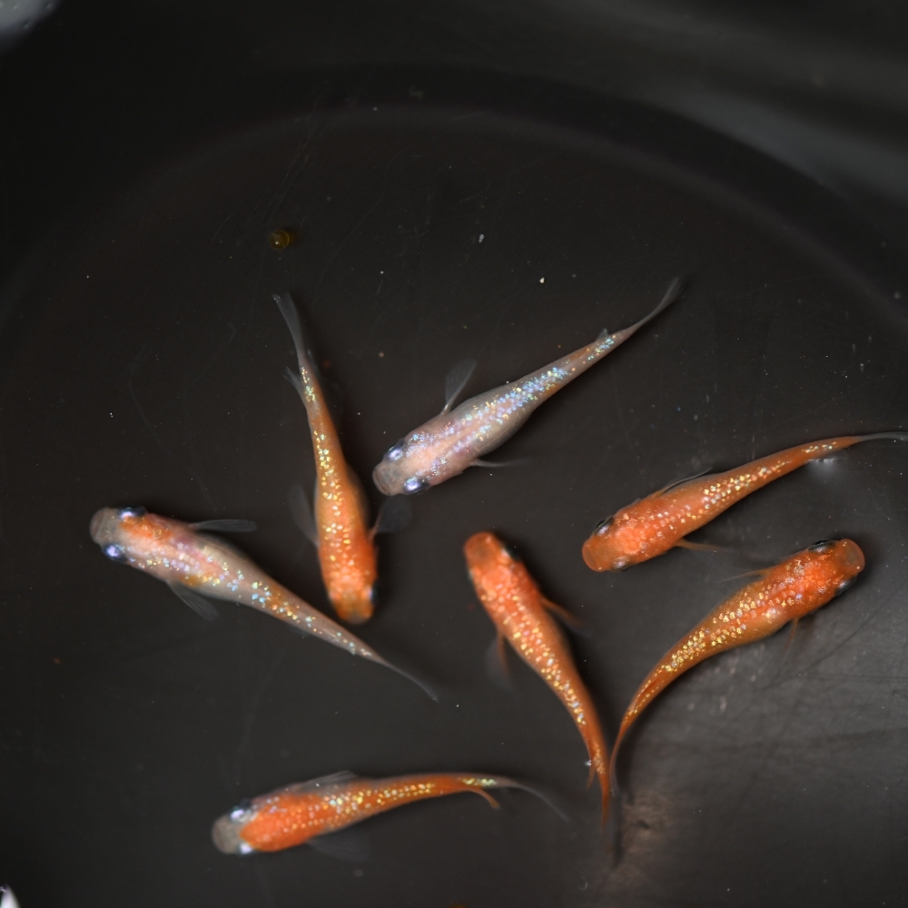 (已售出）王華系紅白拉美  4雄3雌 260226A