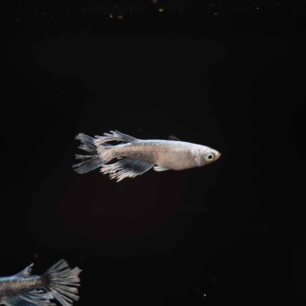 (已售出)羅馬短劍 上物  2雄2雌 260226C
