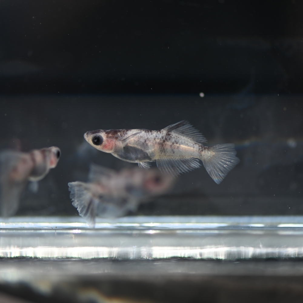 (已售出)和墨 墨強系統  2雄1雌 260307F