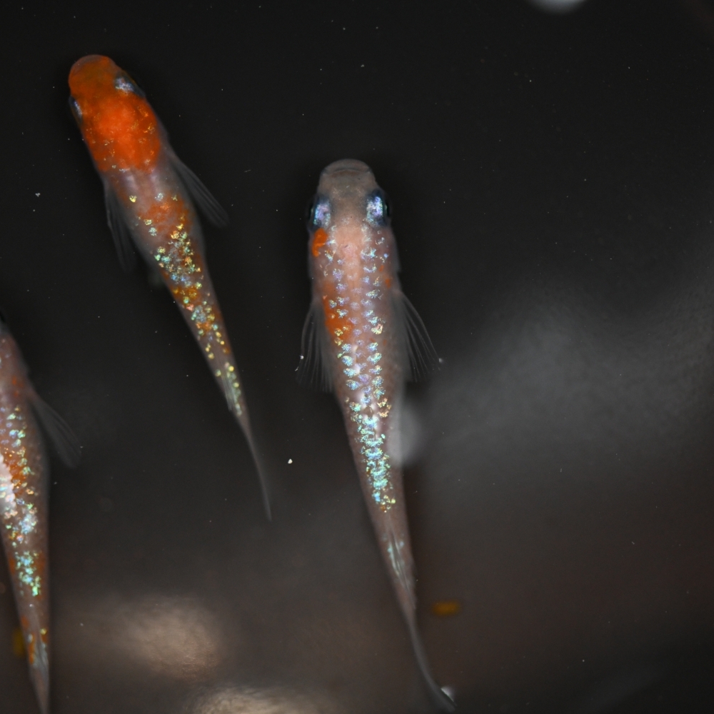 （已售出）王華系統紅白拉美  2雄1雌 260318B