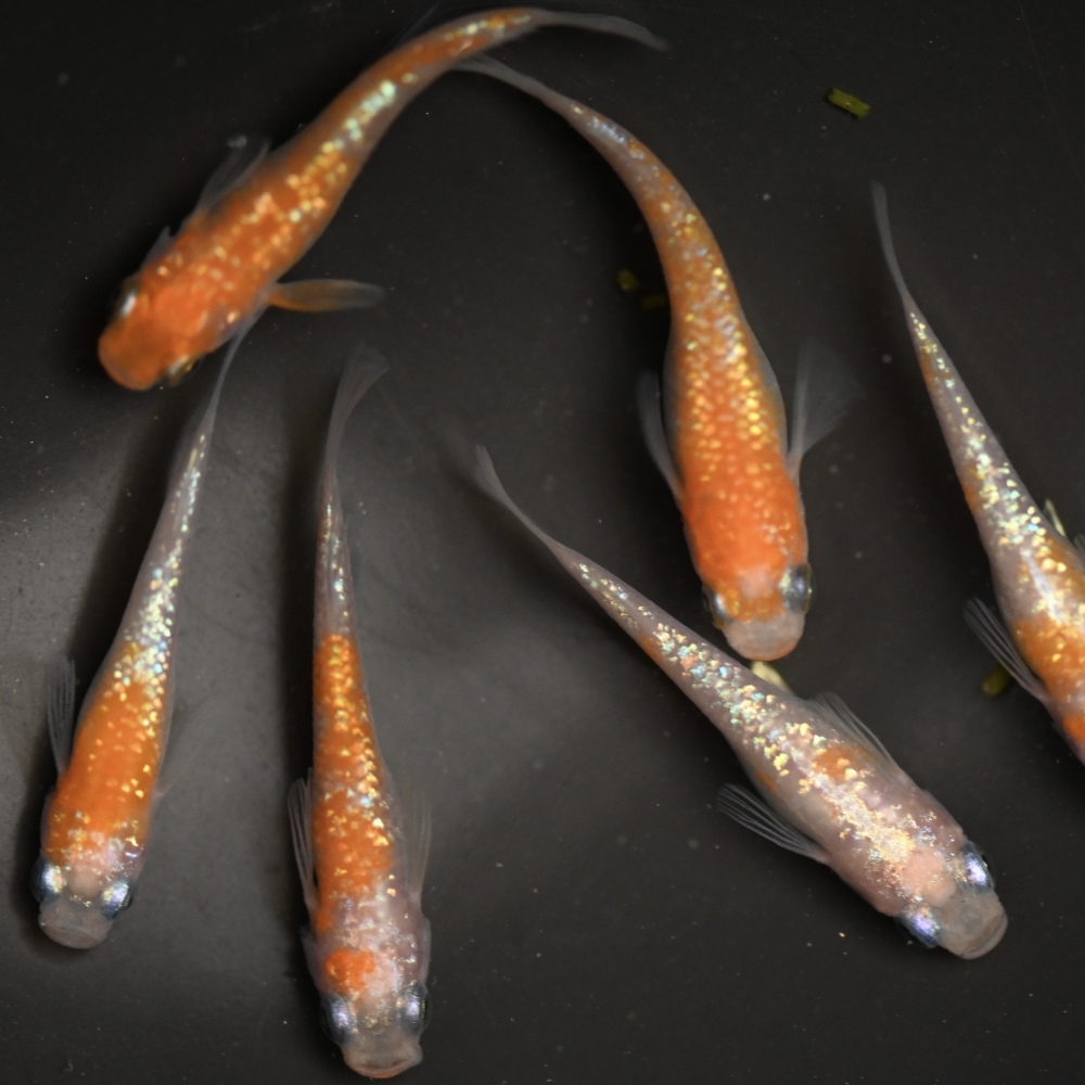 (已售出）王華系統紅白拉美  2雄4雌 260321A
