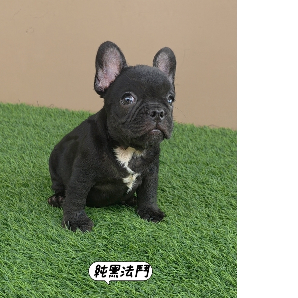 純黑法鬥