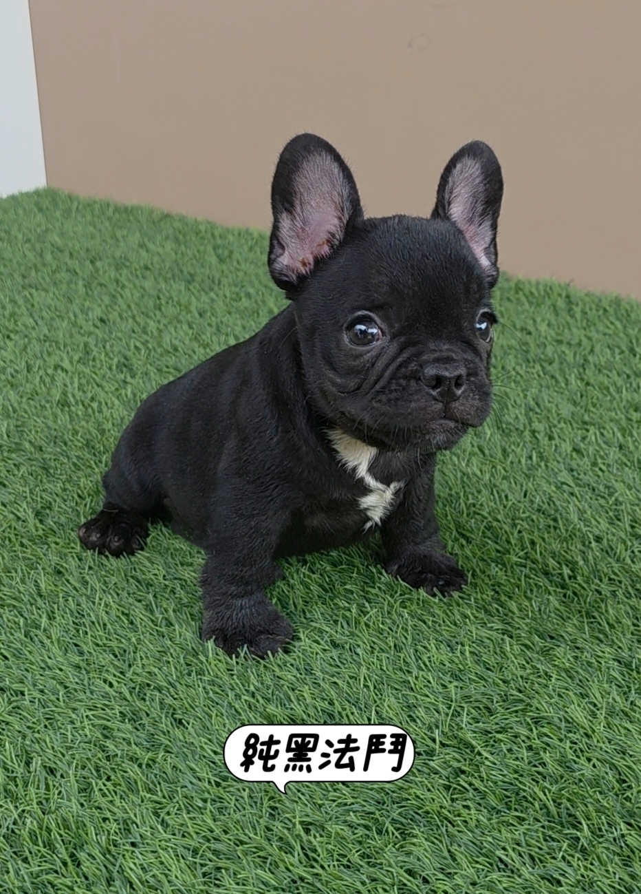 純黑法鬥