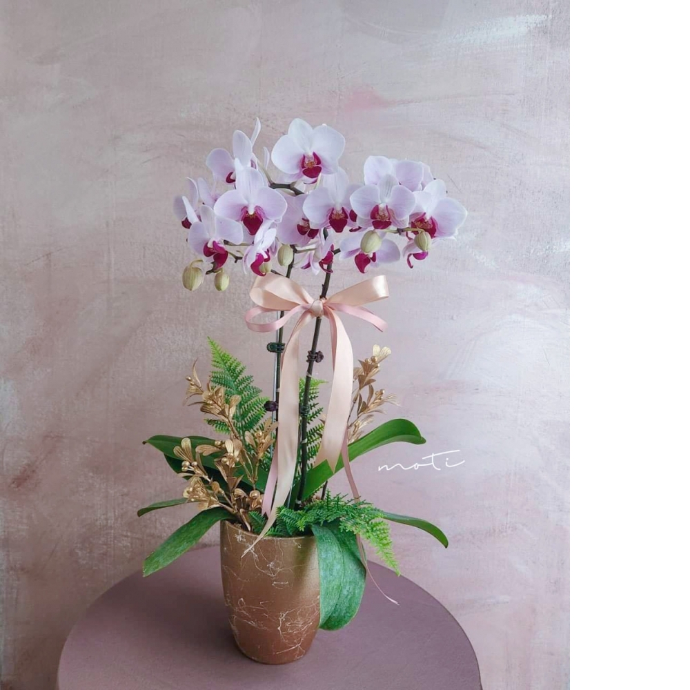 第一名粉 蘭花植栽(小)