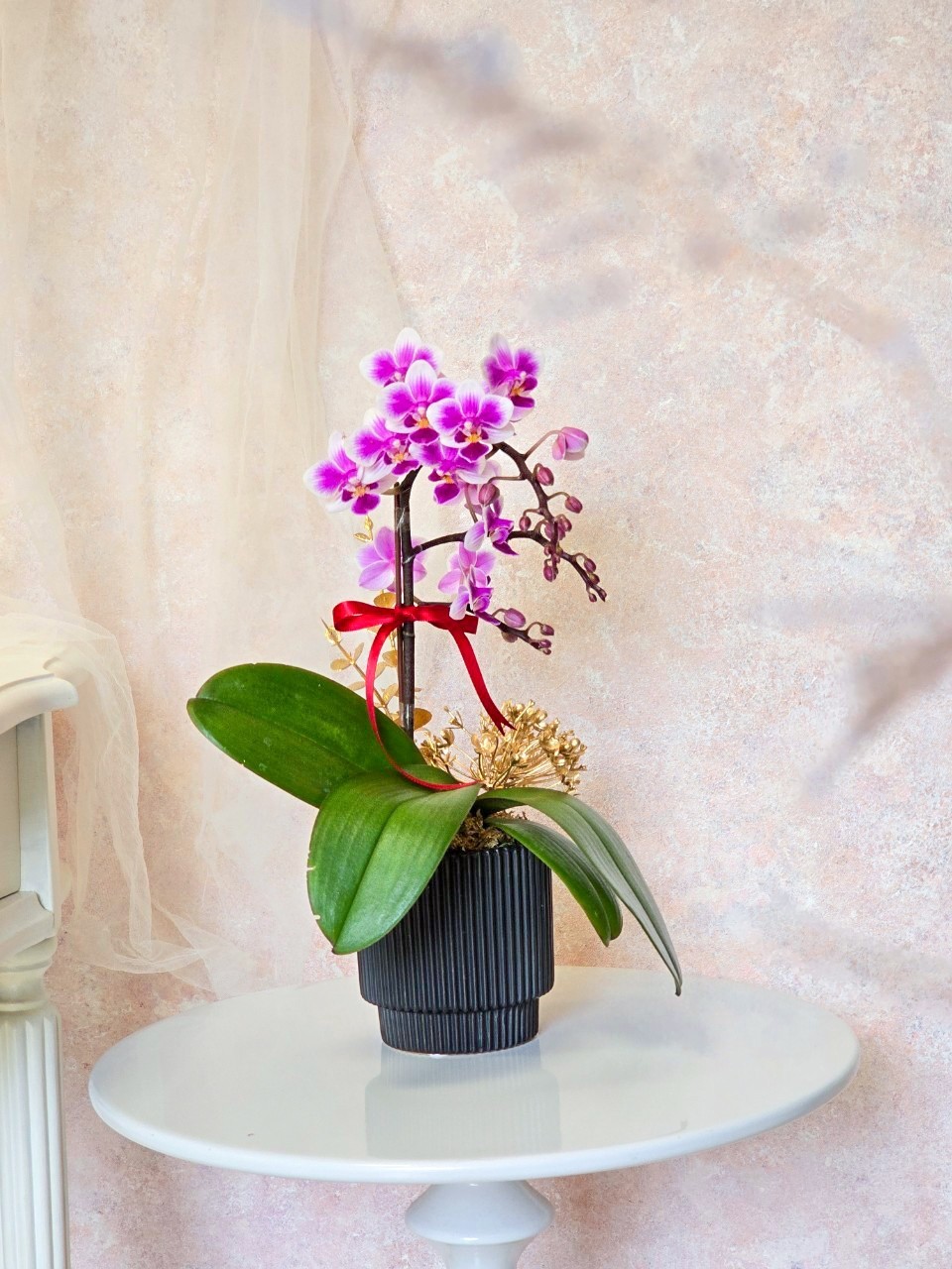 小蘋果 蘭花植栽(小)