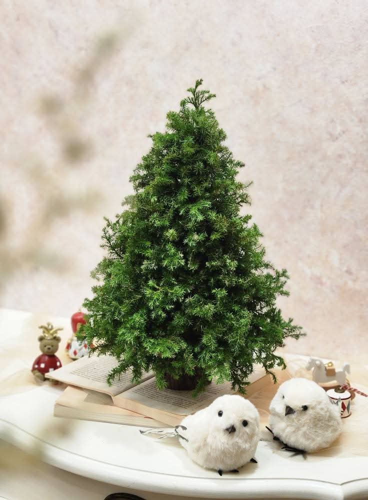 【材料包】抹茶森林聖