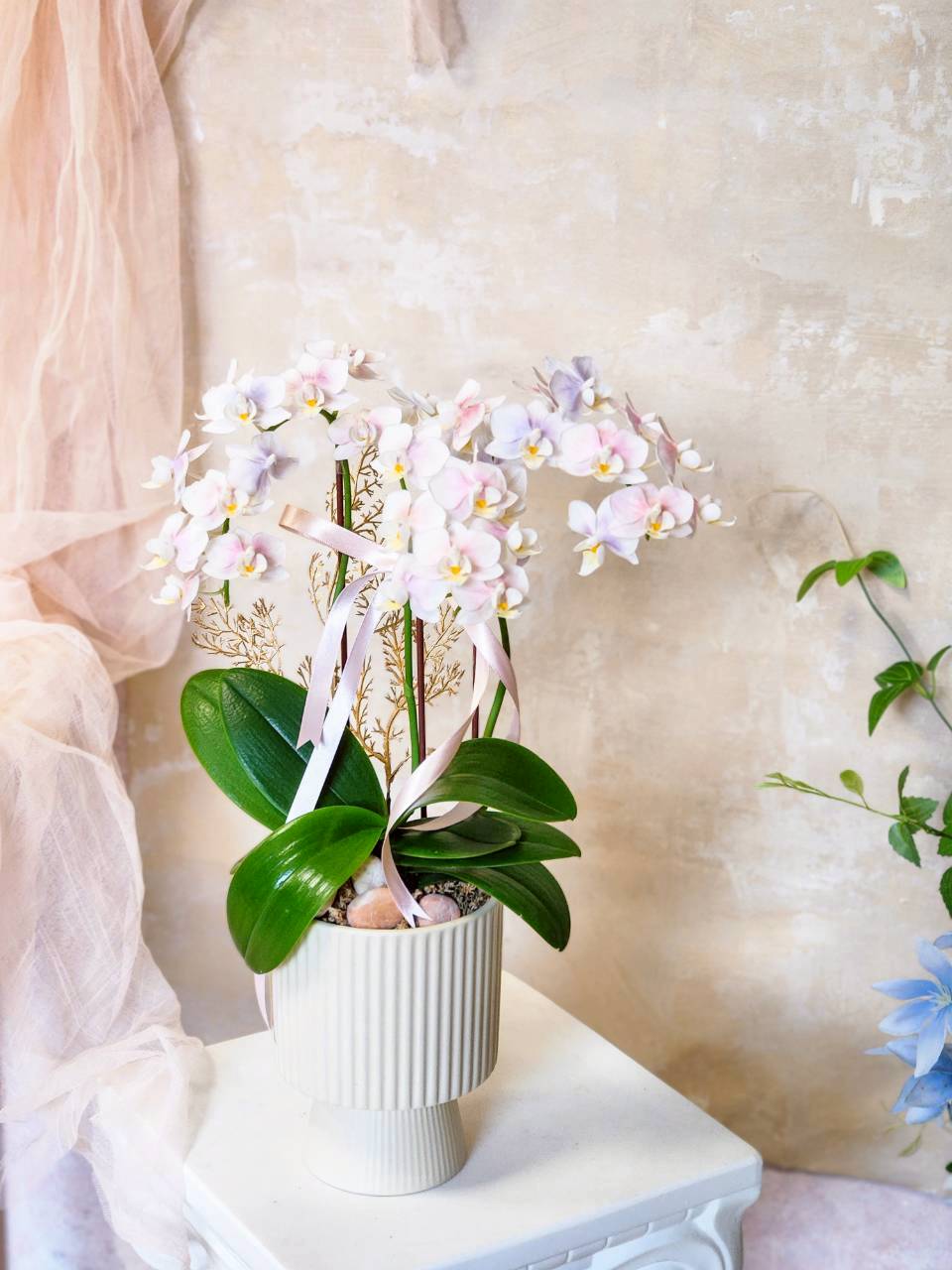 手染迷你蘭 蘭花植栽