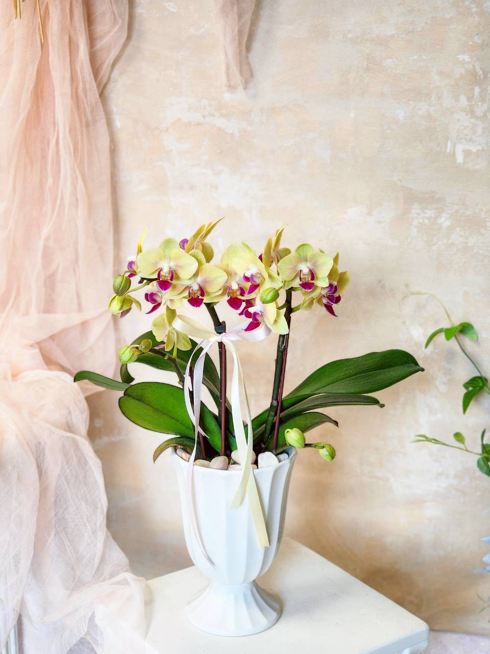 小太陽多梗 蘭花植栽