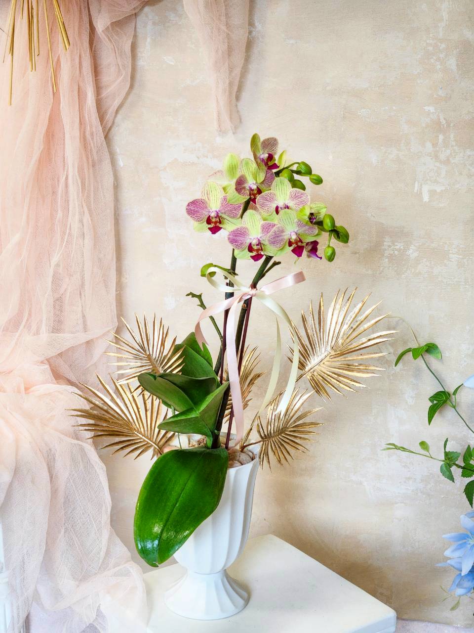 三色鳥 蘭花植栽(小