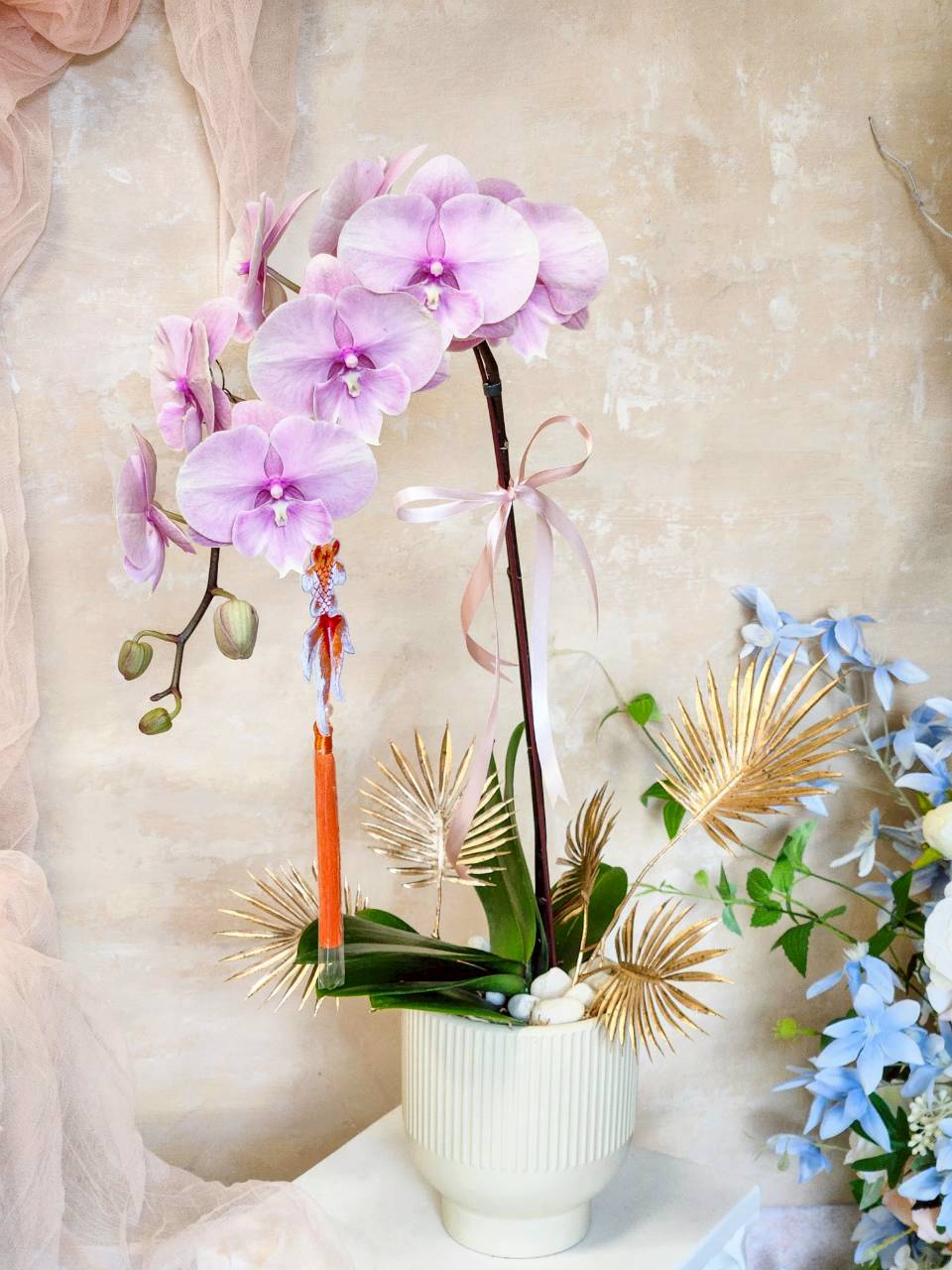 蜜桃拿鐵 蘭花植栽(