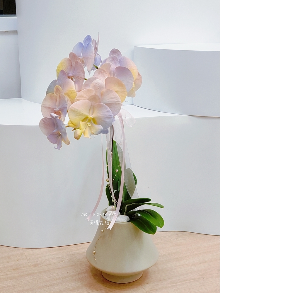  噴染技術蘭花植栽(小 暮光圓舞曲)