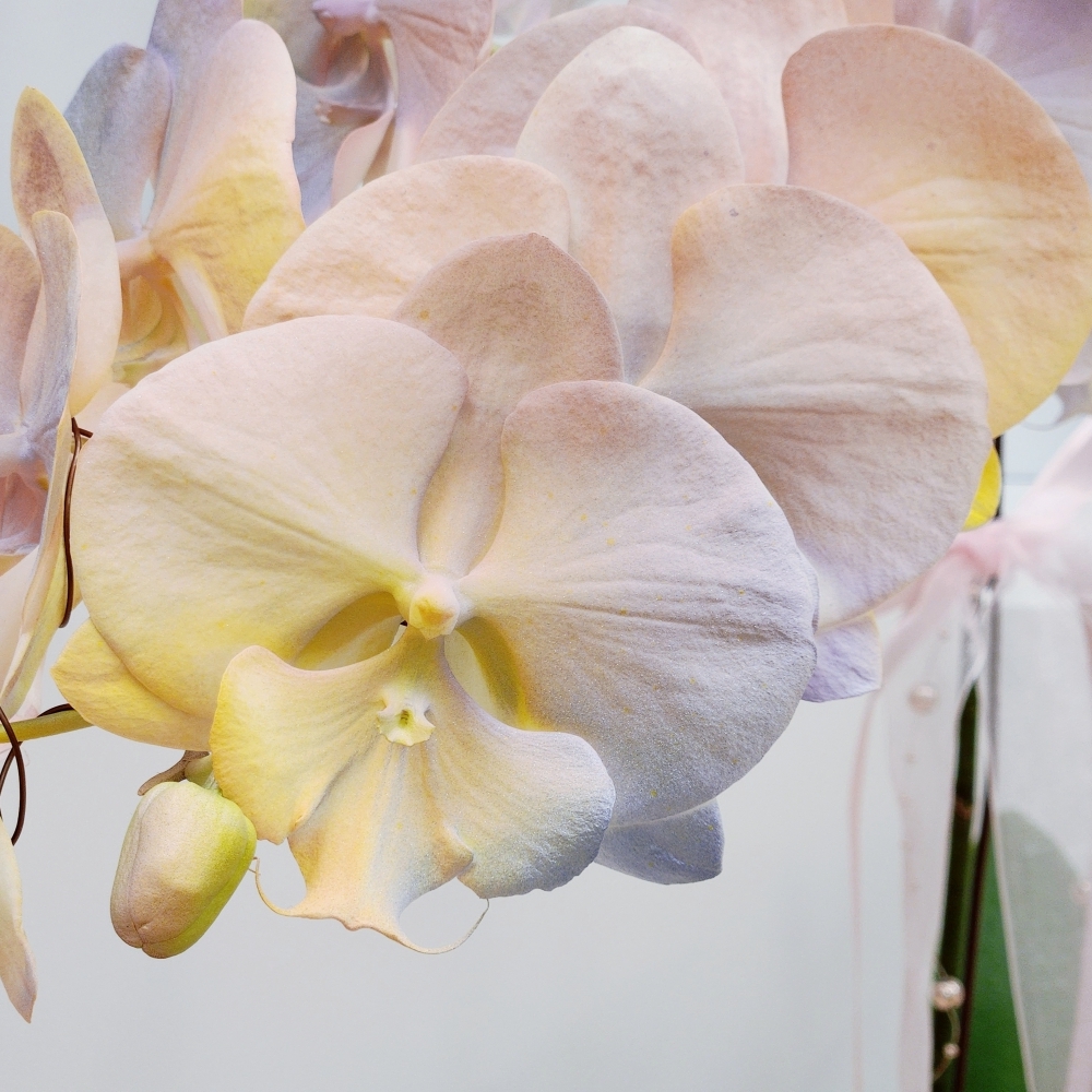  噴染技術蘭花植栽(小 暮光圓舞曲)