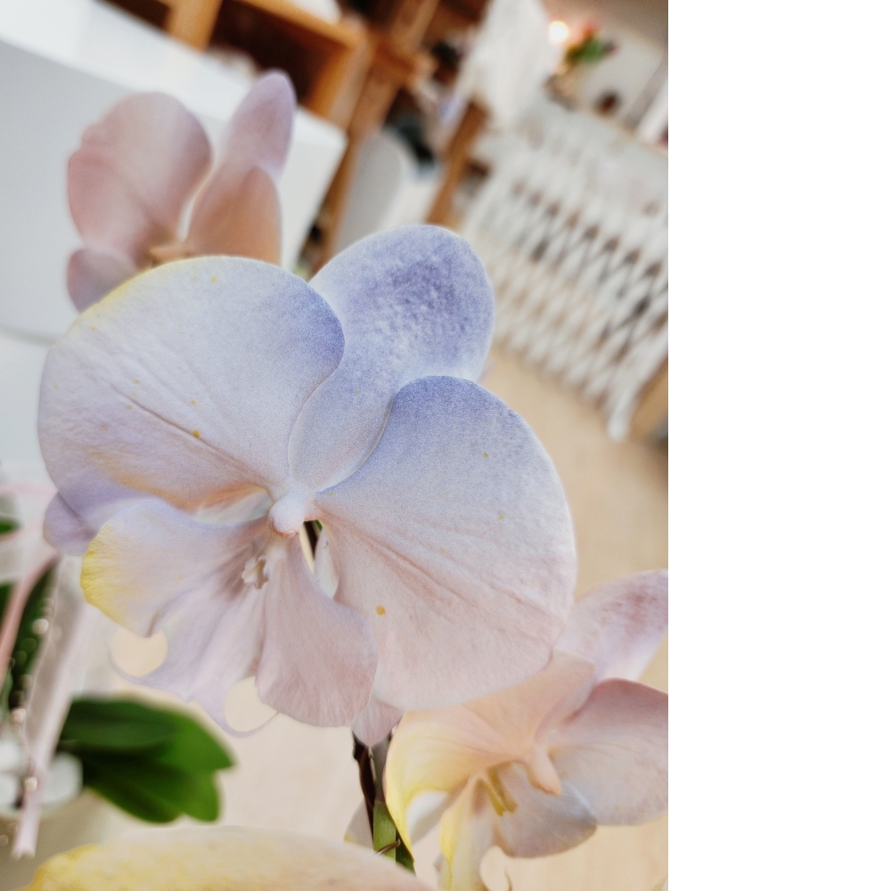  噴染技術蘭花植栽(中 暮光圓舞曲)