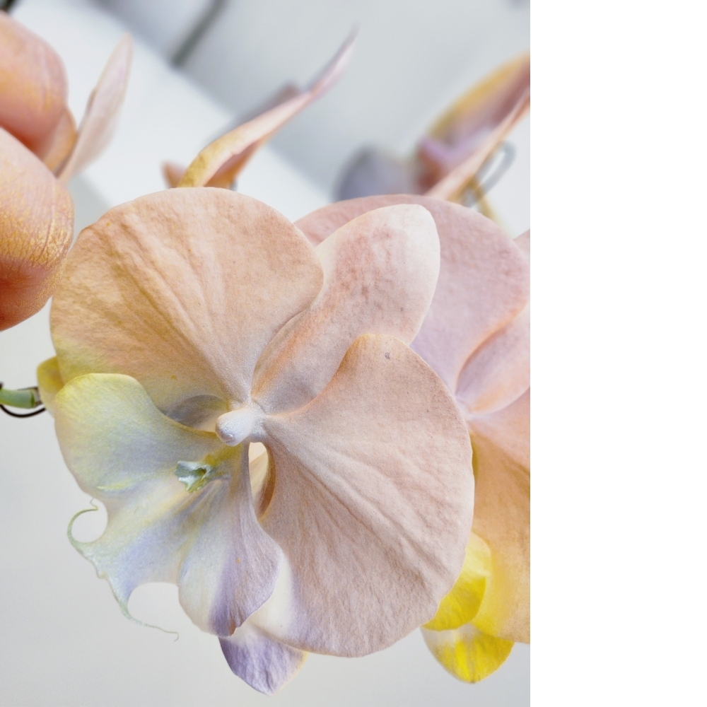  噴染技術蘭花植栽(中 暮光圓舞曲)