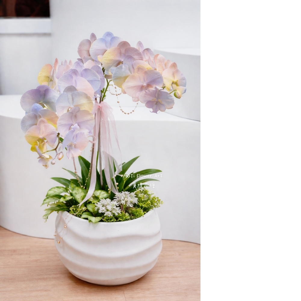  噴染技術蘭花植栽(中 暮光圓舞曲)