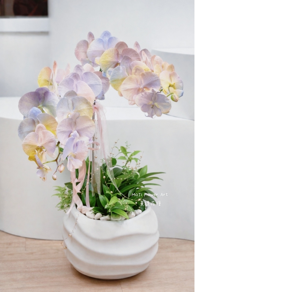  噴染技術蘭花植栽(中 暮光圓舞曲)