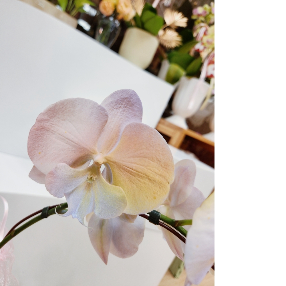  噴染技術蘭花植栽(中 暮光圓舞曲)