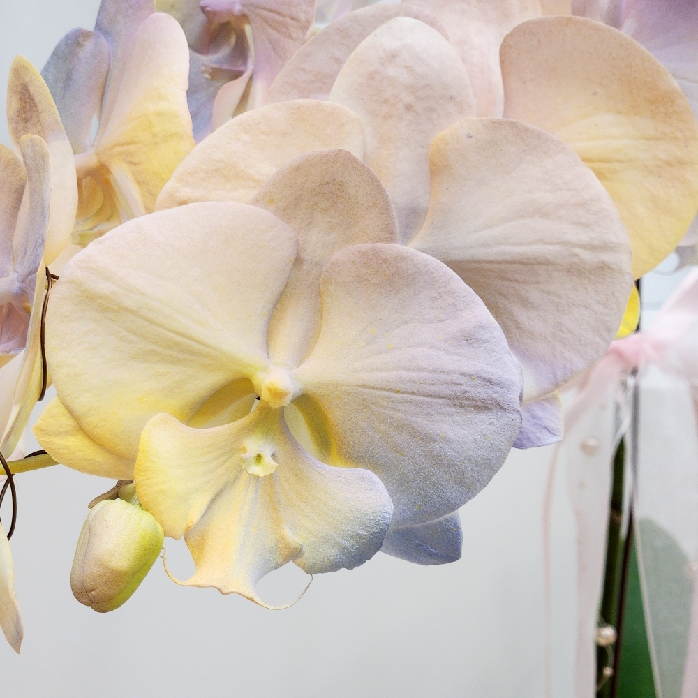  噴染技術蘭花植栽(中 暮光圓舞曲)