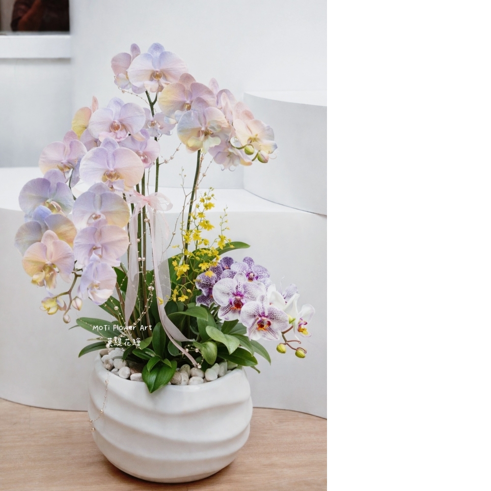  噴染技術蘭花植栽(中 暮光圓舞曲)