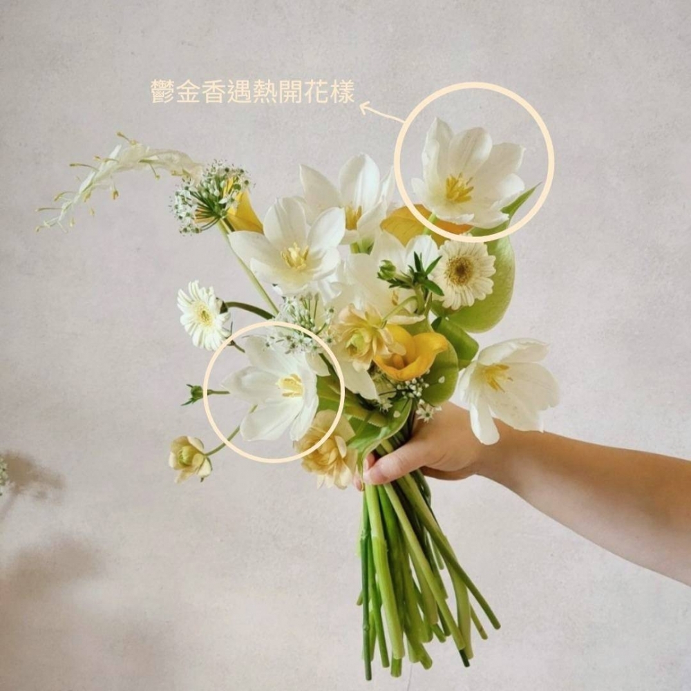 鬱金香、洋甘菊花束