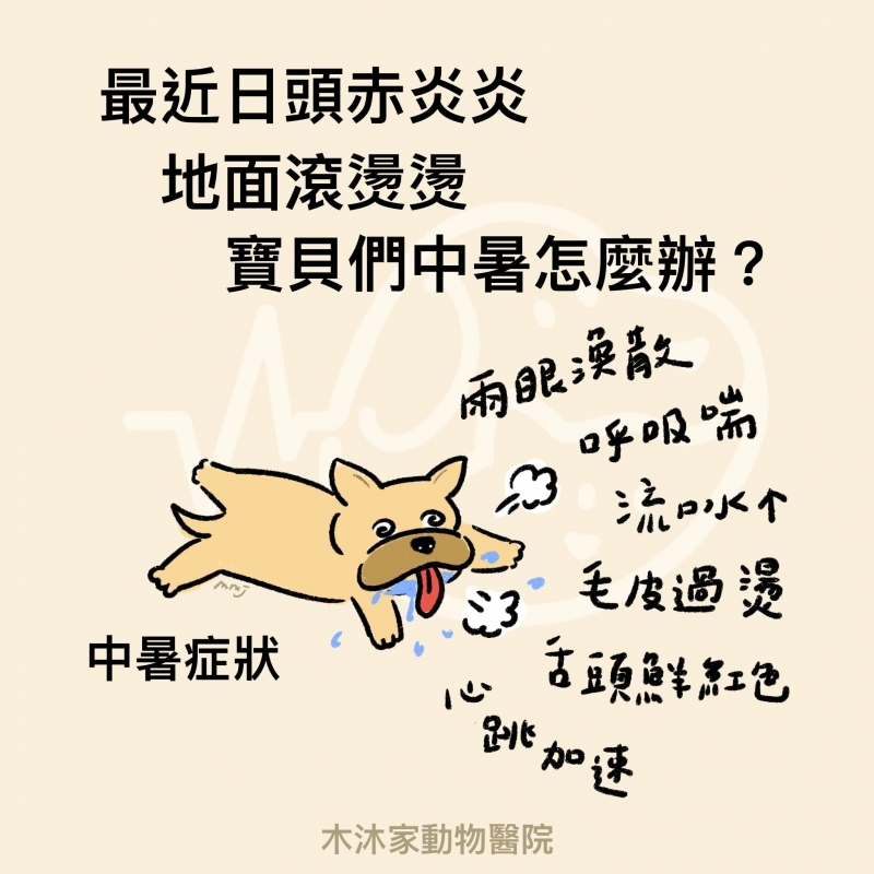 狗狗貓咪中暑怎麼辦？犬貓中暑症狀與急救方式衛教圖卡