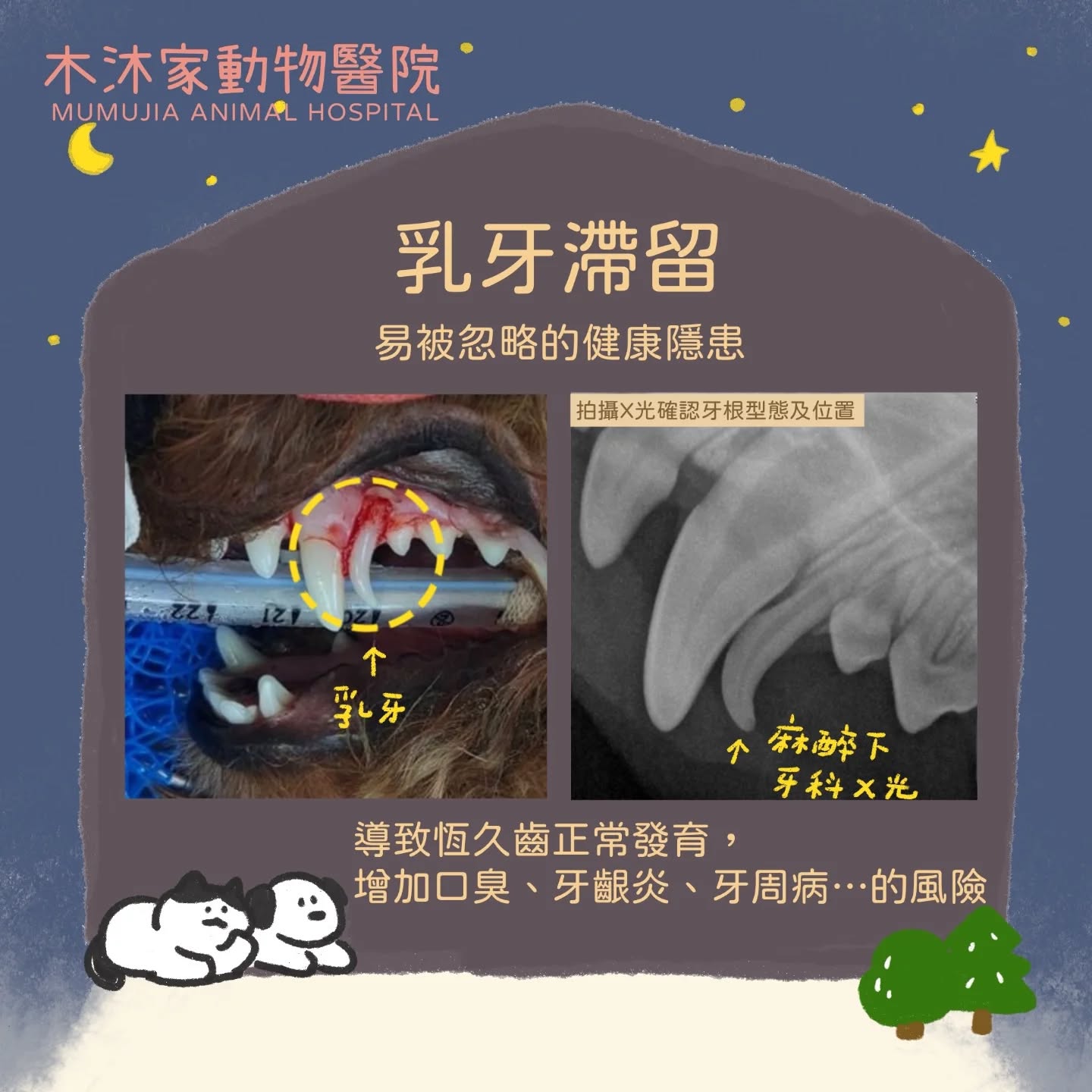 犬貓乳牙滯留,乳牙正常脫落影響恆牙生長與排列