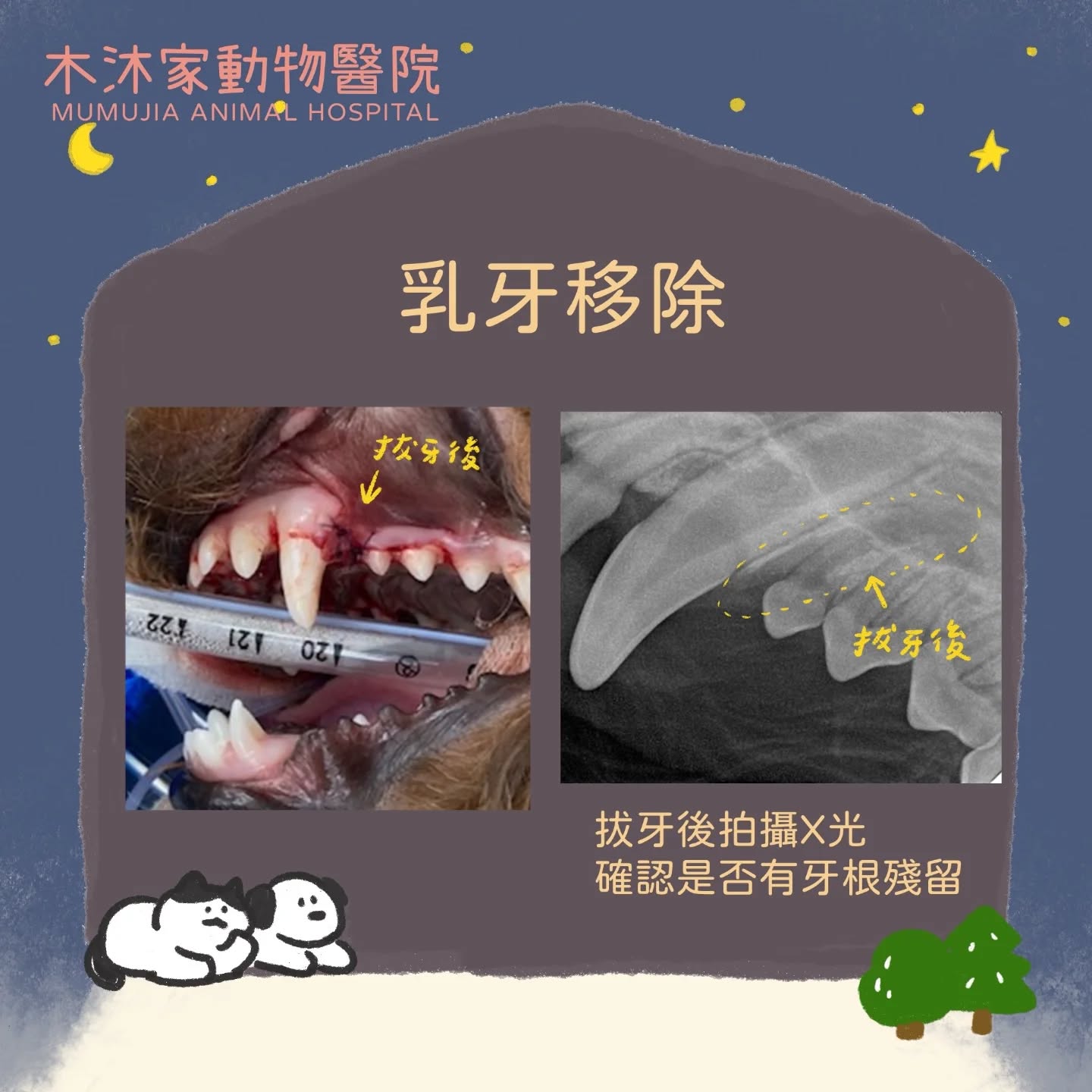 犬貓乳牙經過治療移除後拍攝牙科X光