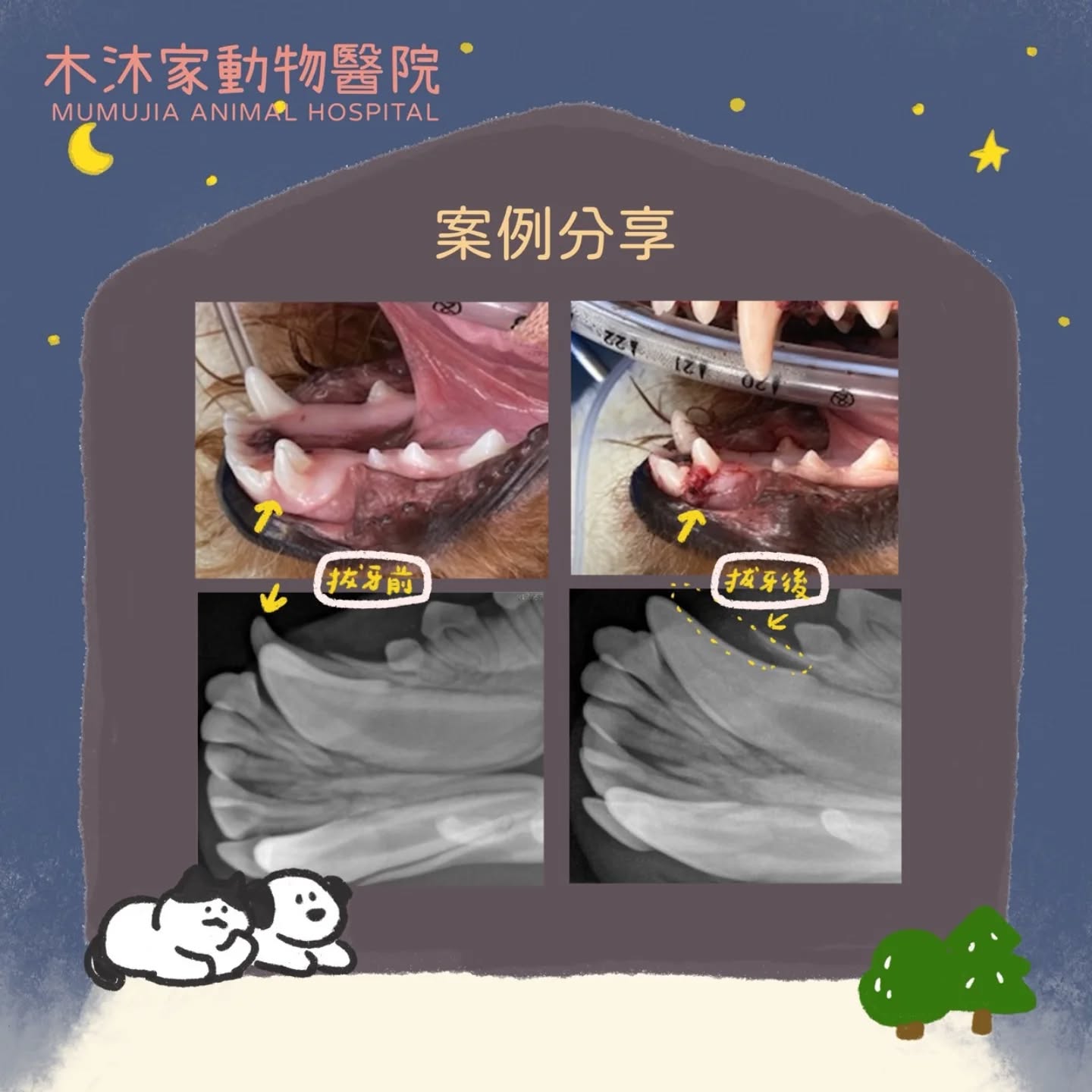 犬貓乳牙滯留的案例分享,乳牙移除前後及拍攝牙科X光