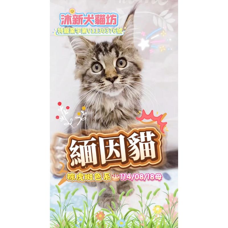 緬因貓-母