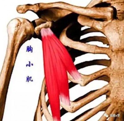 胸小肌